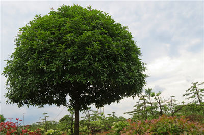 桂花03江西吉安精品苗木,工程苗木-江西井岡園林實(shí)業(yè)發(fā)展商鋪供應(yīng)列表-第1頁