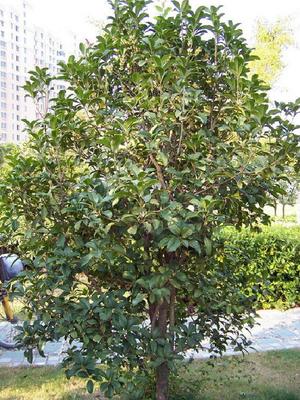 廣東華美霖園林實(shí)業(yè)