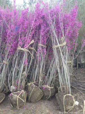 河南開元園林生態(tài)實(shí)業(yè)