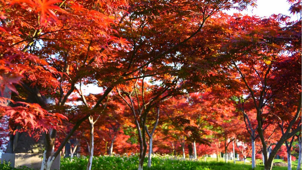 常見園林綠化樹種你都認(rèn)識哪些?-廣東田野風(fēng)實(shí)業(yè)