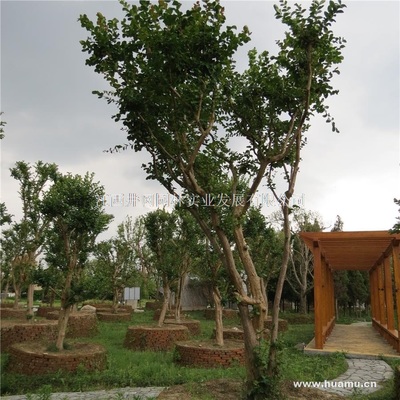 【紫薇供應|精品苗木、工程苗木江西井岡園林實業發展商鋪