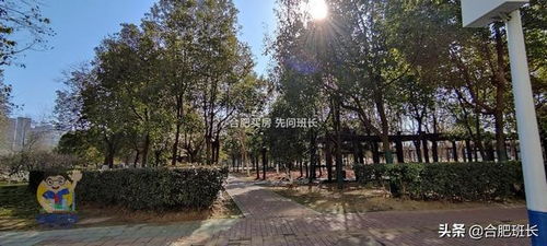 合肥駱崗中央公園北側唯一商品住宅,實探外拙內秀的信達銀杏尚郡